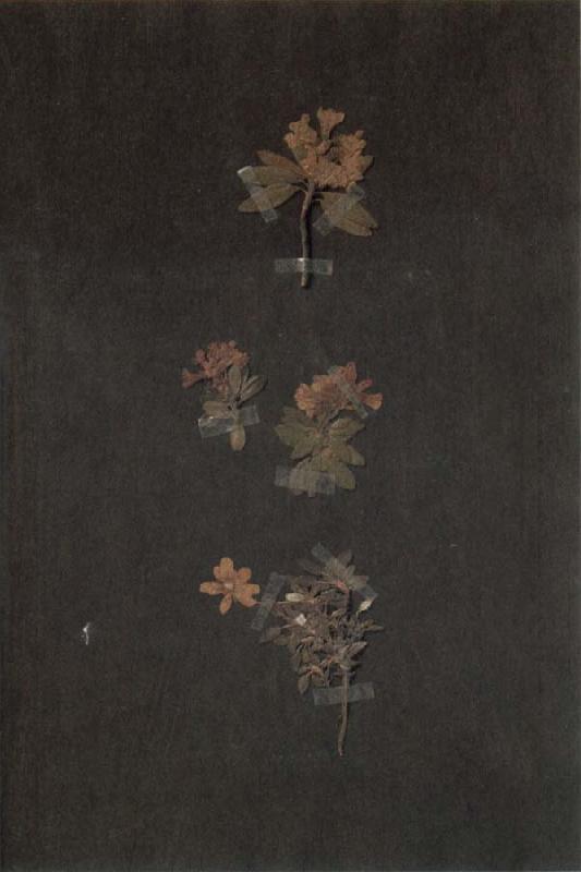 Paul Klee Herbarium oil painting picture